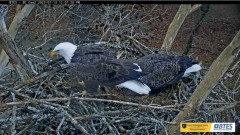 2023-01-13 23_33_04-Bluff City Cam 2_ ETSU Eagle Cameras - YouTube – Maxthon.jpg