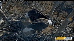 2023-01-15 23_18_56-Bluff City Cam 2_ ETSU Eagle Cameras - YouTube – Maxthon.jpg