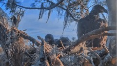 2023-01-20 23_03_33-(1) SuperBeaks Live Cam Bald Eagle Nest ! New Eaglets! #bobblehead #eagle #lives.jpg