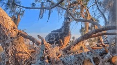 2023-01-20 23_04_04-(1) SuperBeaks Live Cam Bald Eagle Nest ! New Eaglets! #bobblehead #eagle #lives.jpg