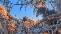 2023-01-20 23_04_19-(1) SuperBeaks Live Cam Bald Eagle Nest ! New Eaglets! #bobblehead #eagle #lives.jpg