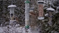 2023-01-24 19_27_11-Bird feeder LIVE. Keila-Joa, Estonia - YouTube – Maxthon.jpg