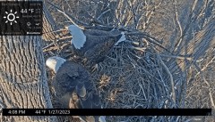 2023-01-27 22_34_05-Port Tobacco Eagle Cam - YouTube – Maxthon.jpg