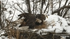 2023-01-28 23_46_03-Decorah Eagles - North Nest powered by EXPLORE.org - YouTube – Maxthon.jpg