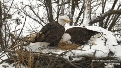 2023-01-28 23_46_38-Decorah Eagles - North Nest powered by EXPLORE.org - YouTube – Maxthon.jpg