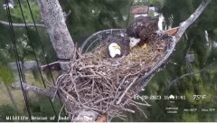 2023-01-28 23_54_47-Wildlife Rescue of Dade County Eagle Nest Cam - YouTube – Maxthon.jpg
