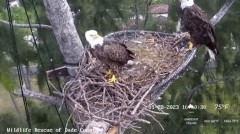 2023-01-28 23_55_00-Wildlife Rescue of Dade County Eagle Nest Cam - YouTube – Maxthon.jpg