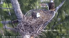 2023-01-28 23_55_43-Wildlife Rescue of Dade County Eagle Nest Cam - YouTube – Maxthon.jpg