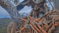 2023-01-28 23_58_23-SuperBeaks Live Cam Bald Eagle Nest ! New Eaglets! #bobblehead #eagle #livestrea.jpg