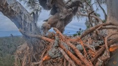 2023-01-28 23_59_06-SuperBeaks Live Cam Bald Eagle Nest ! New Eaglets! #bobblehead #eagle #livestrea.jpg