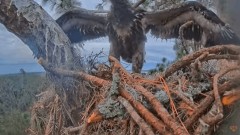 2023-01-28 23_59_18-SuperBeaks Live Cam Bald Eagle Nest ! New Eaglets! #bobblehead #eagle #livestrea.jpg