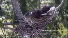 2023-01-30 22_53_31-Wildlife Rescue of Dade County Eagle Nest Cam - YouTube – Maxthon.jpg
