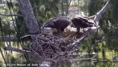 2023-01-30 22_53_41-Wildlife Rescue of Dade County Eagle Nest Cam - YouTube – Maxthon.jpg