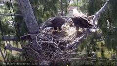 2023-01-30 22_53_43-Wildlife Rescue of Dade County Eagle Nest Cam - YouTube – Maxthon.jpg