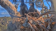 2023-01-30 22_57_29-SuperBeaks Live Cam Bald Eagle Nest ! Eaglets! #LearningToFly #eagle #livestream.jpg