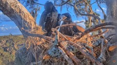 2023-01-30 22_57_35-SuperBeaks Live Cam Bald Eagle Nest ! Eaglets! #LearningToFly #eagle #livestream.jpg