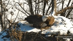 2023-01-31 22_44_38-Decorah Eagles - North Nest powered by EXPLORE.org - YouTube – Maxthon.jpg