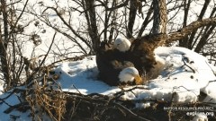 2023-01-31 22_45_20-Decorah Eagles - North Nest powered by EXPLORE.org - YouTube – Maxthon.jpg