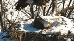 2023-01-31 22_37_50-Decorah Eagles - North Nest powered by EXPLORE.org - YouTube – Maxthon.jpg