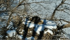 2023-02-01 23_01_02-Decorah Eagles - North Nest powered by EXPLORE.org - YouTube – Maxthon.jpg