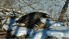 2023-02-01 23_01_24-Decorah Eagles - North Nest powered by EXPLORE.org - YouTube – Maxthon.jpg