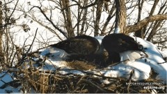 2023-02-01 23_01_38-Decorah Eagles - North Nest powered by EXPLORE.org - YouTube – Maxthon.jpg