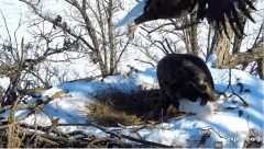 2023-02-01 23_02_09-Decorah Eagles - North Nest powered by EXPLORE.org - YouTube – Maxthon.jpg