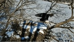 2023-02-01 23_02_32-Decorah Eagles - North Nest powered by EXPLORE.org - YouTube – Maxthon.jpg