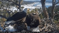 2023-02-02 23_18_55-Big Bear Bald Eagle Live Nest - Cam 1 - YouTube – Maxthon.jpg