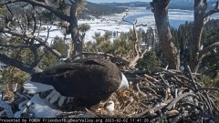 2023-02-02 23_19_17-Big Bear Bald Eagle Live Nest - Cam 1 - YouTube – Maxthon.jpg