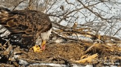 2023-02-05 19_05_33-Decorah Eagles - North Nest powered by EXPLORE.org - YouTube — Osobisty — Micros.jpg
