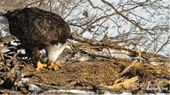2023-02-05 19_05_48-Decorah Eagles - North Nest powered by EXPLORE.org - YouTube — Osobisty — Micros.jpg