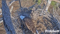 2023-02-06 23_36_41-Southwest Florida Eagle Cam - Cam 1 - YouTube – Maxthon.jpg