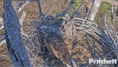 2023-02-06 23_36_43-Southwest Florida Eagle Cam - Cam 1 - YouTube – Maxthon.jpg