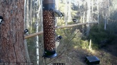 2023-02-07 19_39_52-LIVE Bird Feeder Cam _ RSPB Loch Garten, Scotland - YouTube – Maxthon.jpg