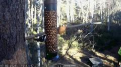 2023-02-07 19_38_25-LIVE Bird Feeder Cam _ RSPB Loch Garten, Scotland - YouTube – Maxthon.jpg