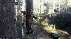 2023-02-07 19_36_52-LIVE Bird Feeder Cam _ RSPB Loch Garten, Scotland - YouTube – Maxthon.jpg