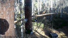 2023-02-07 19_36_11-LIVE Bird Feeder Cam _ RSPB Loch Garten, Scotland - YouTube – Maxthon.jpg