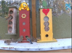 2023-02-07 19_49_27-Bird feeder LIVE, Norway - YouTube – Maxthon.jpg