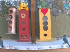 2023-02-07 19_50_01-Bird feeder LIVE, Norway - YouTube – Maxthon.jpg