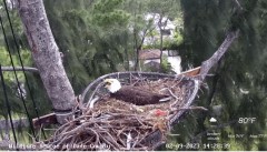 2023-02-09 22_51_36-Wildlife Rescue of Dade County Eagle Nest Cam - YouTube – Maxthon.jpg