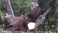 2023-02-09 22_51_52-Wildlife Rescue of Dade County Eagle Nest Cam - YouTube – Maxthon.jpg