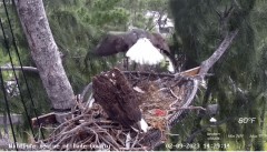 2023-02-09 22_52_12-Wildlife Rescue of Dade County Eagle Nest Cam - YouTube – Maxthon.jpg