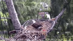 2023-02-09 22_52_24-Wildlife Rescue of Dade County Eagle Nest Cam - YouTube – Maxthon.jpg