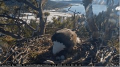 2023-02-10 22_06_47-Big Bear Bald Eagle Live Nest - Cam 1 - YouTube – Maxthon.jpg