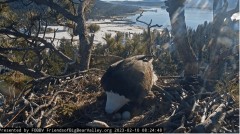 2023-02-10 22_06_51-Big Bear Bald Eagle Live Nest - Cam 1 - YouTube – Maxthon.jpg