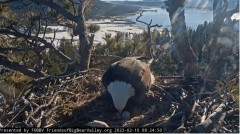 2023-02-10 22_06_53-Big Bear Bald Eagle Live Nest - Cam 1 - YouTube – Maxthon.jpg