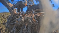 2023-02-13 22_37_23-SuperBeaks Live Cam Bald Eagle Nest ! Eaglets! #LearningToFly #eagle #livestream.jpg