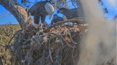 2023-02-13 22_37_09-SuperBeaks Live Cam Bald Eagle Nest ! Eaglets! #LearningToFly #eagle #livestream.jpg