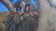 2023-02-13 22_38_00-SuperBeaks Live Cam Bald Eagle Nest ! Eaglets! #LearningToFly #eagle #livestream.jpg